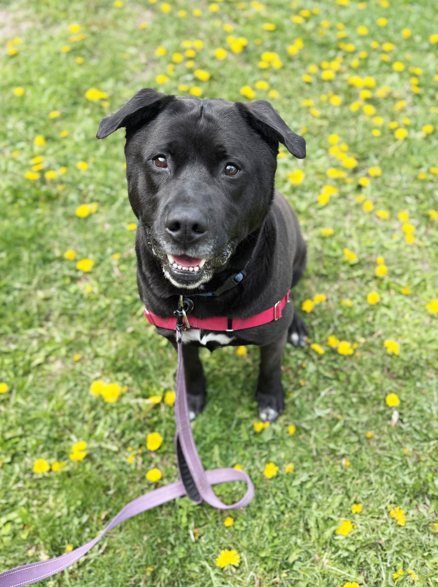 Enlarge Kolby - big loving silly teddy bear, a ADOPTABLE Mixed Breed in Oshkosh, WI image 2/6