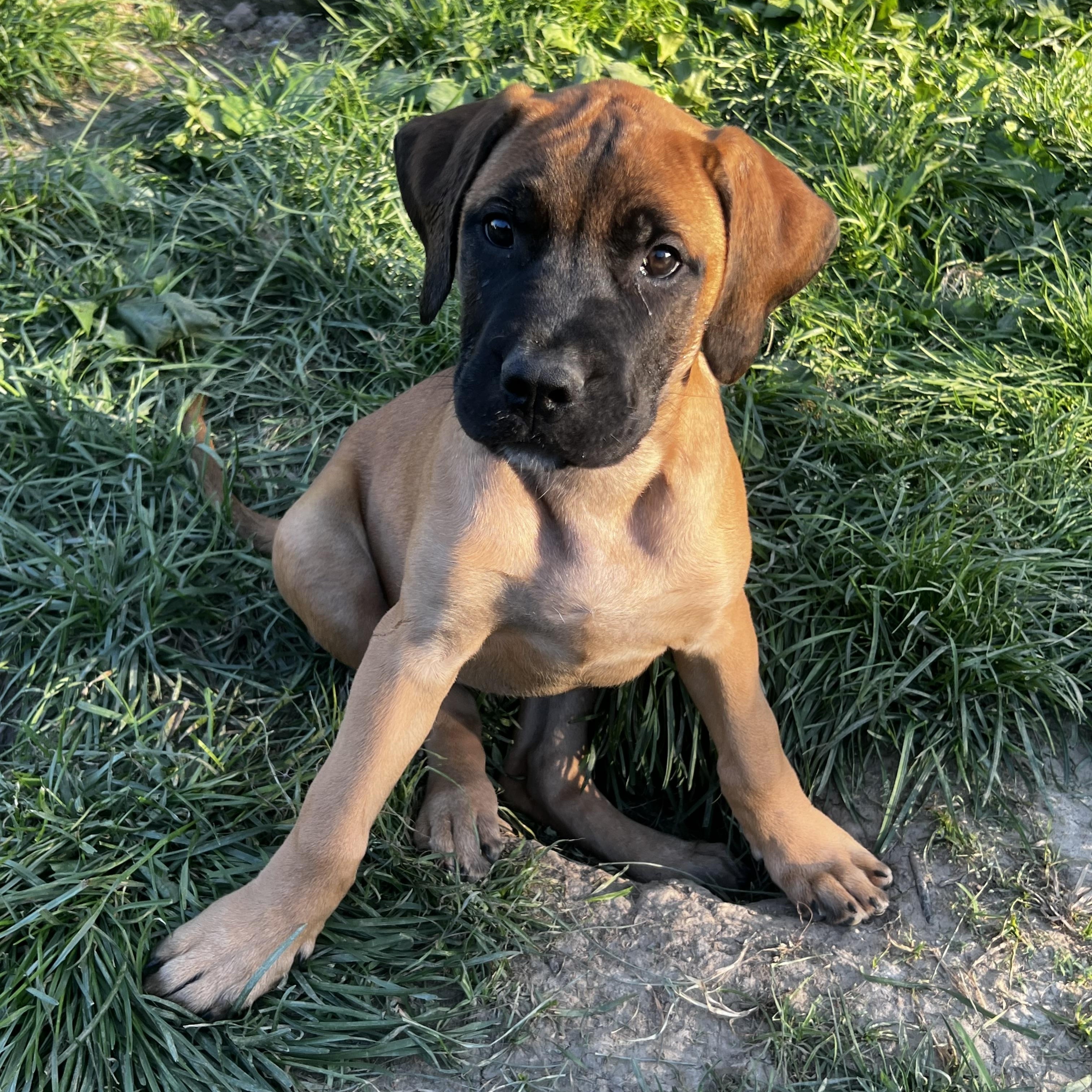 Enlarge Annabelle, a Adoptable Mastiff in Alexandria, VA image 1/5