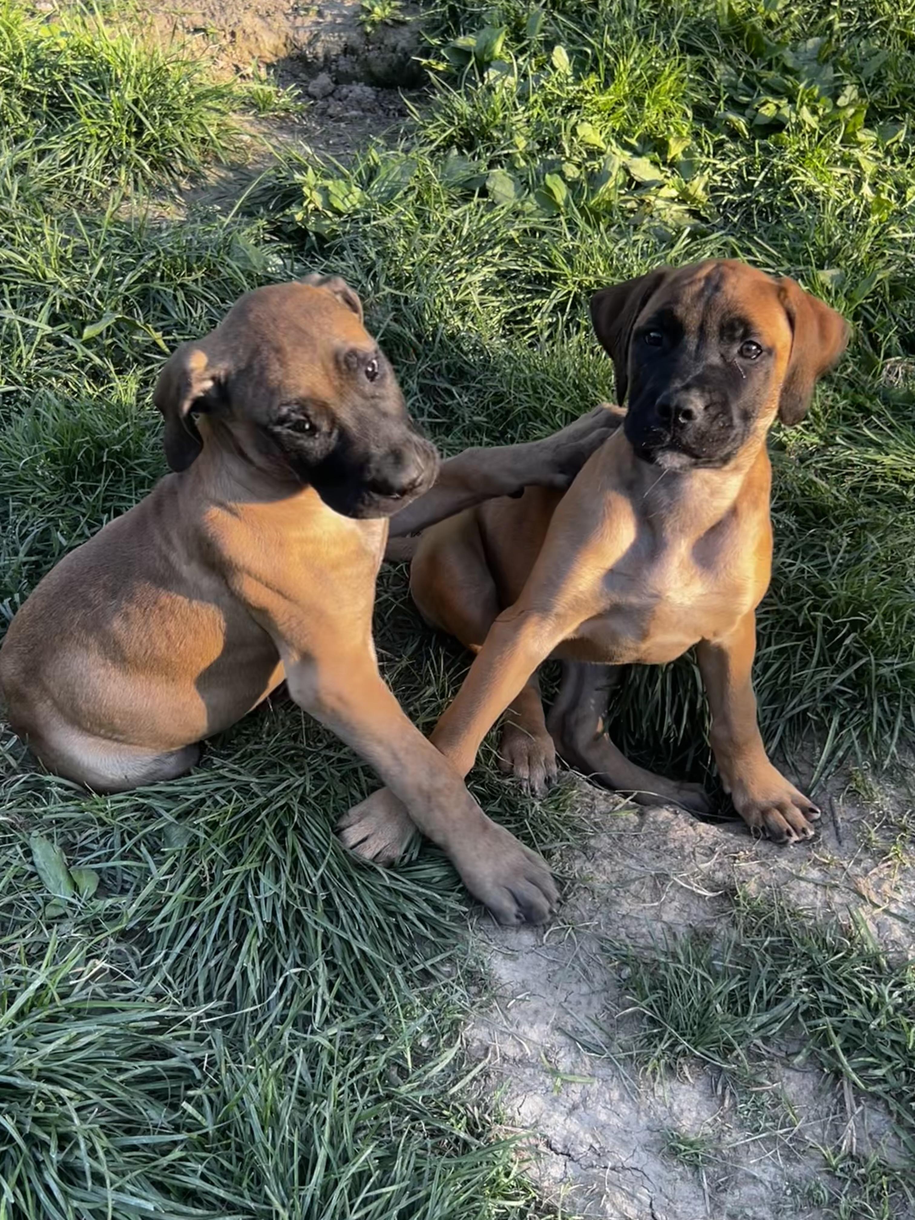 Enlarge Annabelle, a Adoptable Mastiff in Alexandria, VA image 3/5