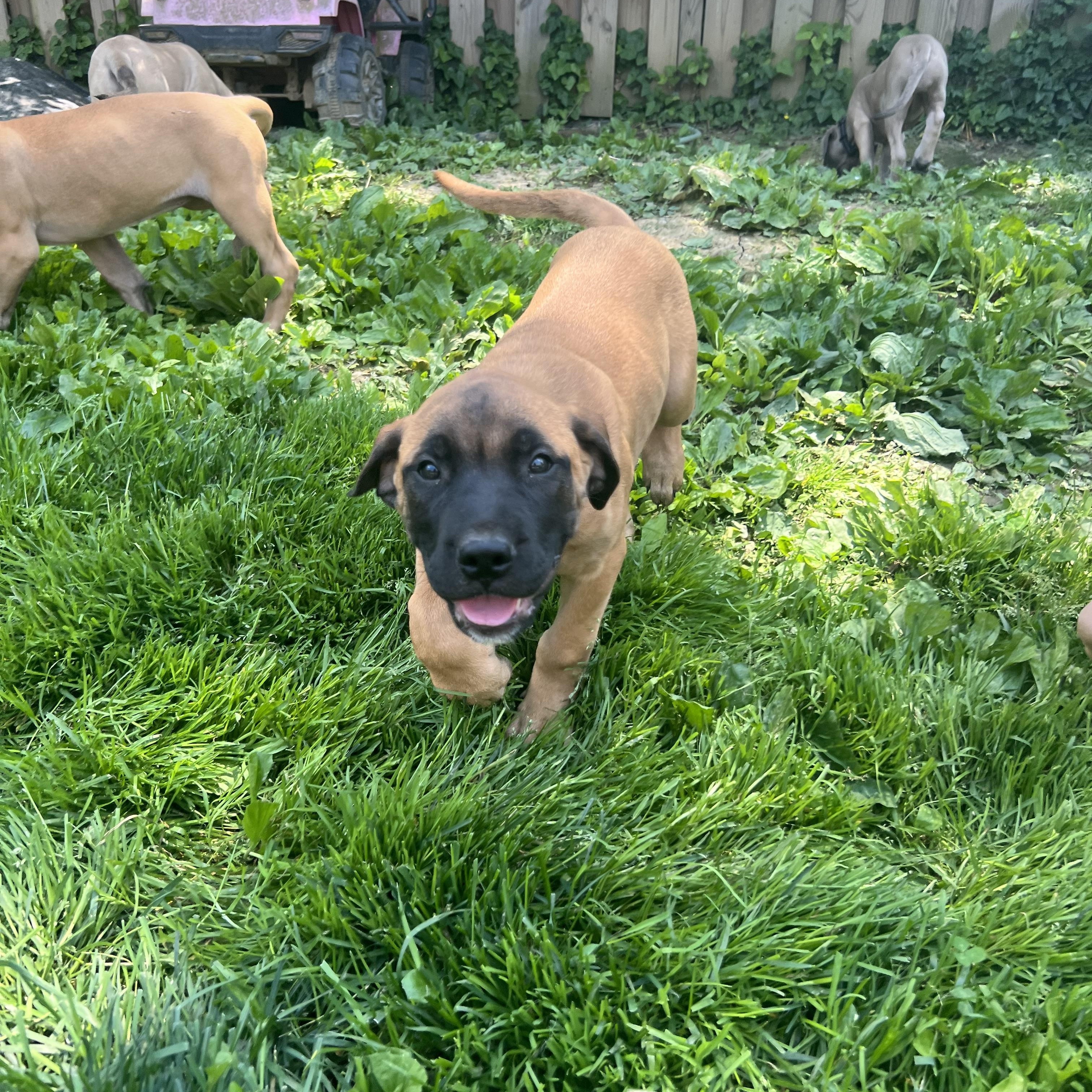 Enlarge Annabelle, a Adoptable Mastiff in Alexandria, VA image 4/5