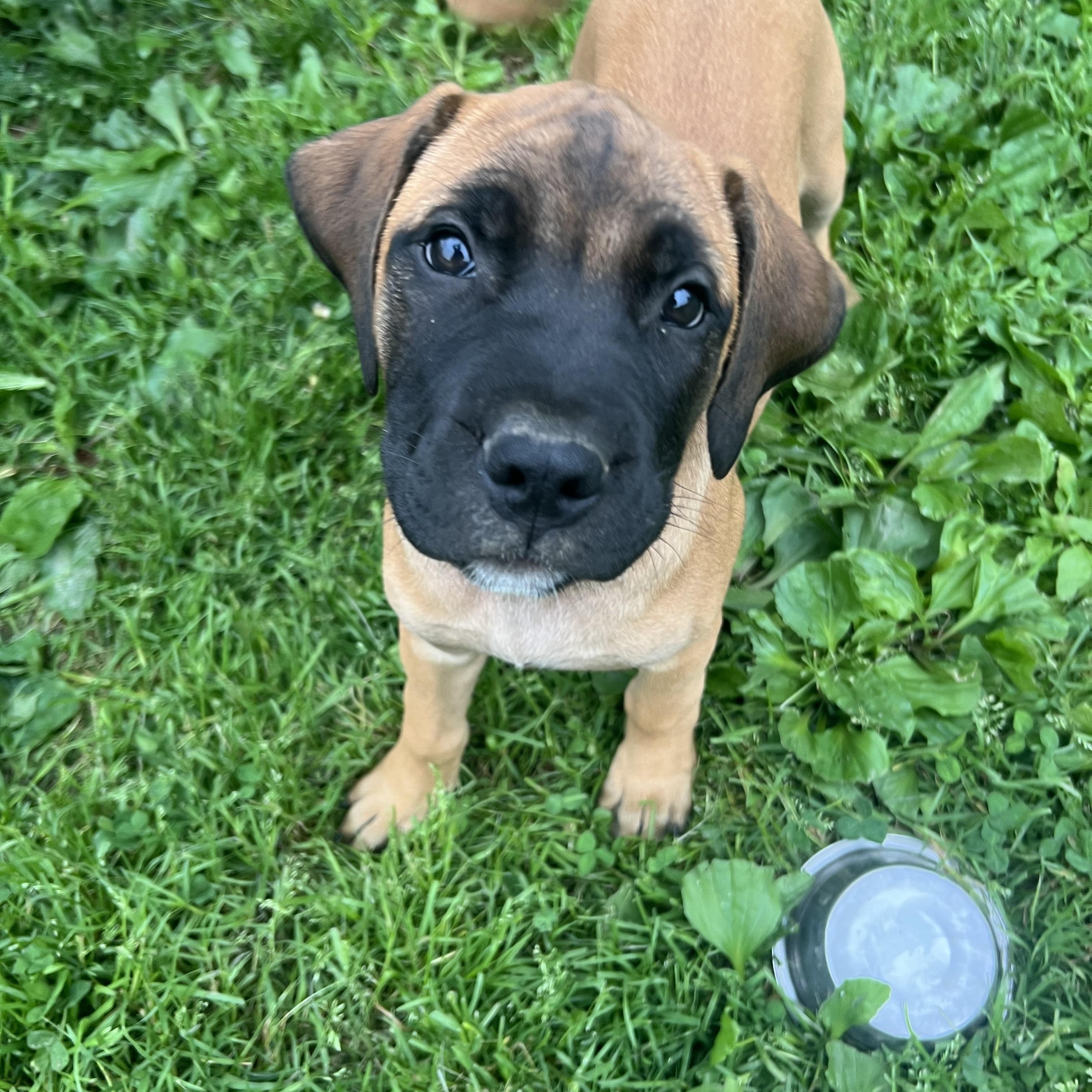 Enlarge Annabelle, a Adoptable Mastiff in Alexandria, VA image 2/5