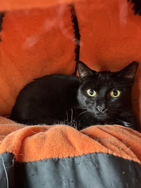Enlarge ROVER, a Adoptable Domestic Short Hair in Centerville, MA image 1/1