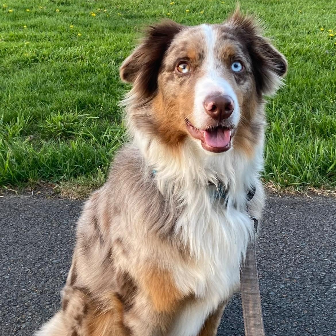 Enlarge Max, a ADOPTABLE Shepherd in Richboro, PA image 1/1