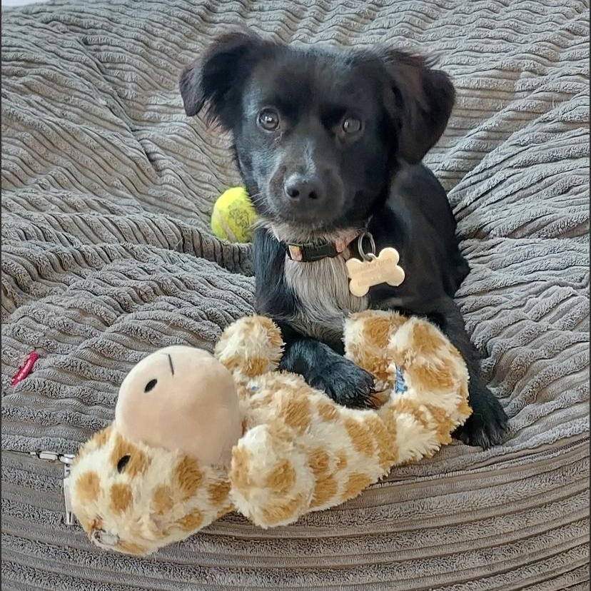 Tootie, an adopted mixed breed in new canaan, CT image 1/6