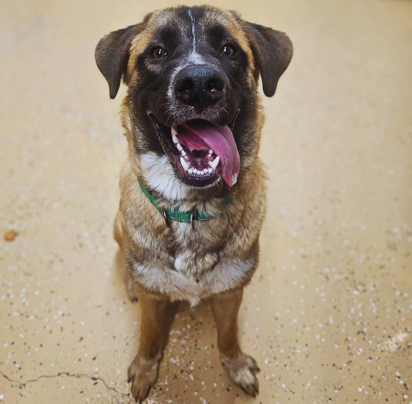 Bear, a Adoptable mixed breed in Kearneysville, WV image 1/2