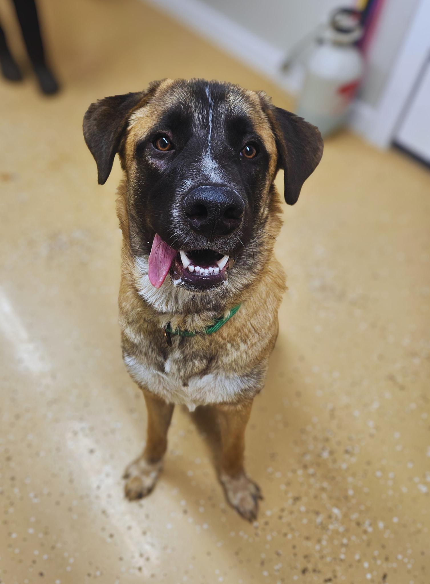 Bear, a Adoptable mixed breed in Kearneysville, WV image 2/2