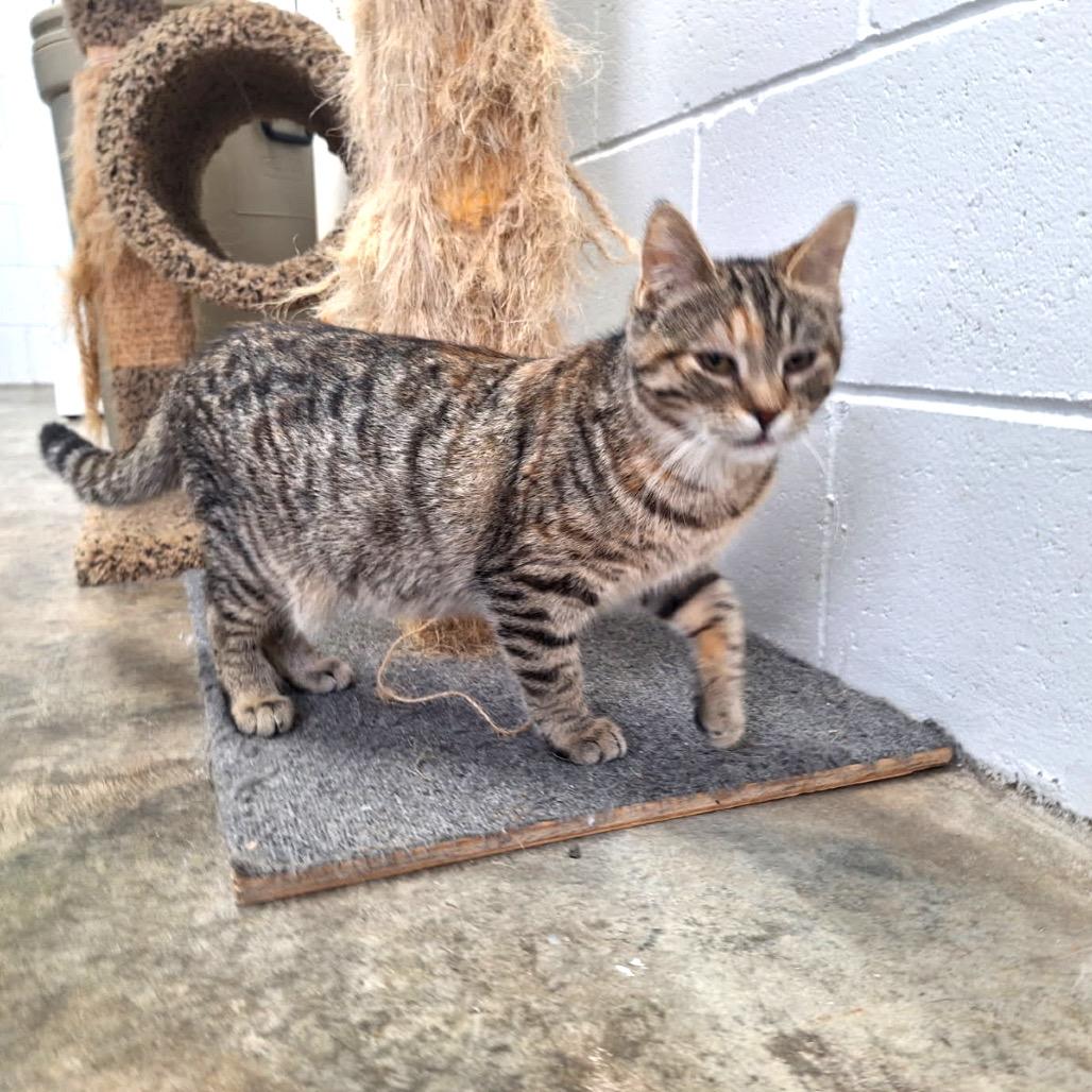 Enlarge Kai, a Adoptable Domestic Short Hair in Albert Lea, MN image 1/4