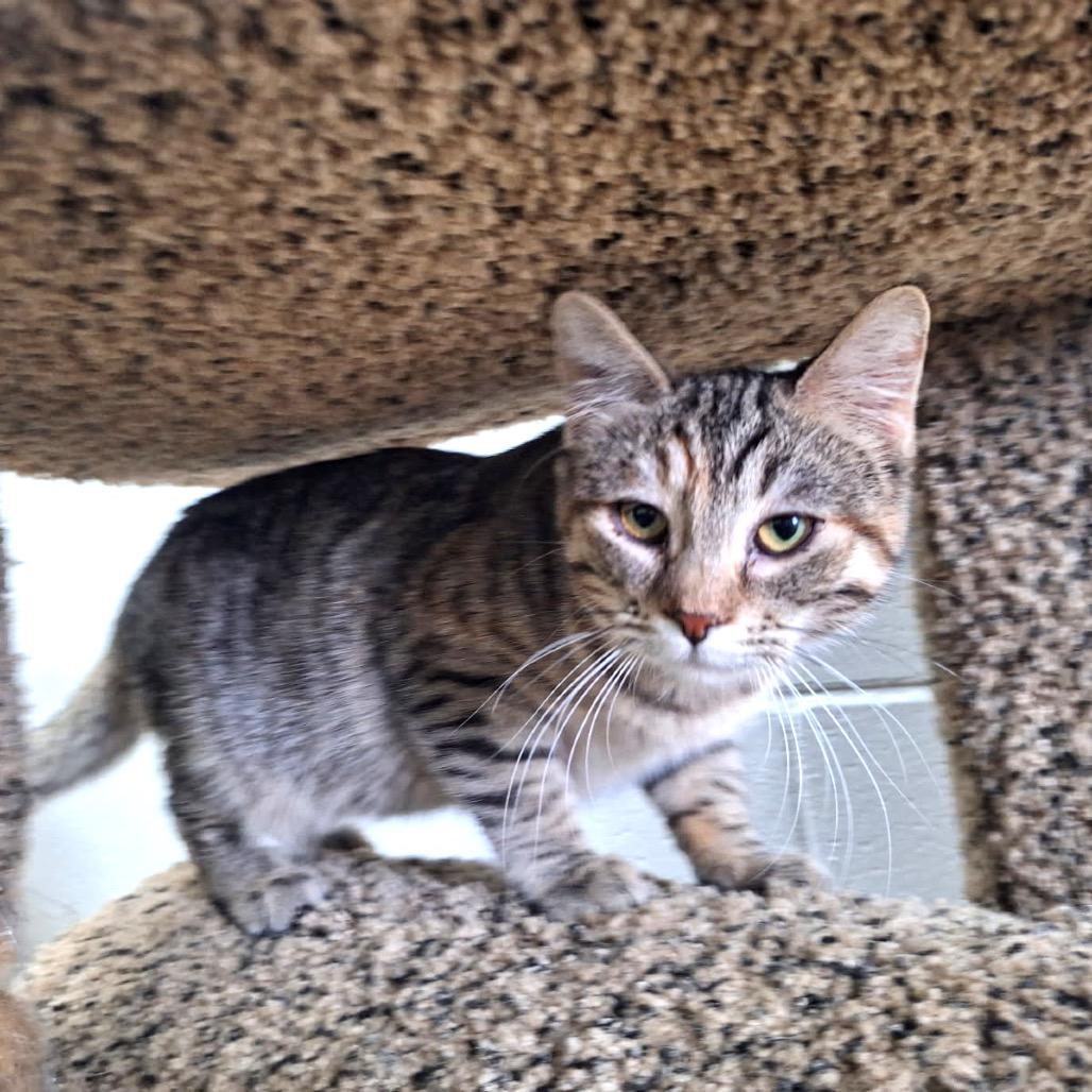 Enlarge Kai, a Adoptable Domestic Short Hair in Albert Lea, MN image 2/4