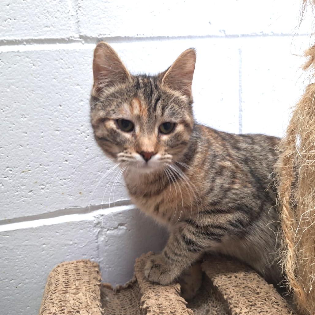 Enlarge Kai, a Adoptable Domestic Short Hair in Albert Lea, MN image 3/4