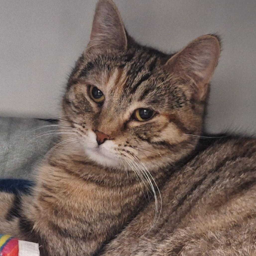 Enlarge Kai, a Adoptable Domestic Short Hair in Albert Lea, MN image 4/6