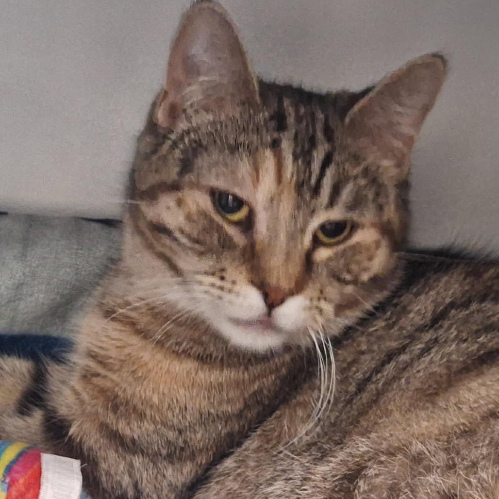 Enlarge Kai, a Adoptable Domestic Short Hair in Albert Lea, MN image 5/6