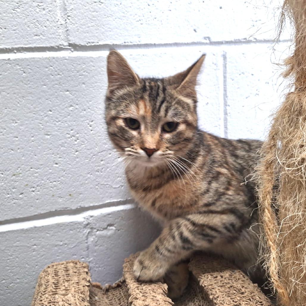 Enlarge Kai, a Adoptable Domestic Short Hair in Albert Lea, MN image 4/4