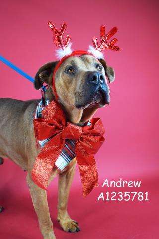 Andrew - URGENT!, adoptable, Adult Male Pit Bull Terrier.