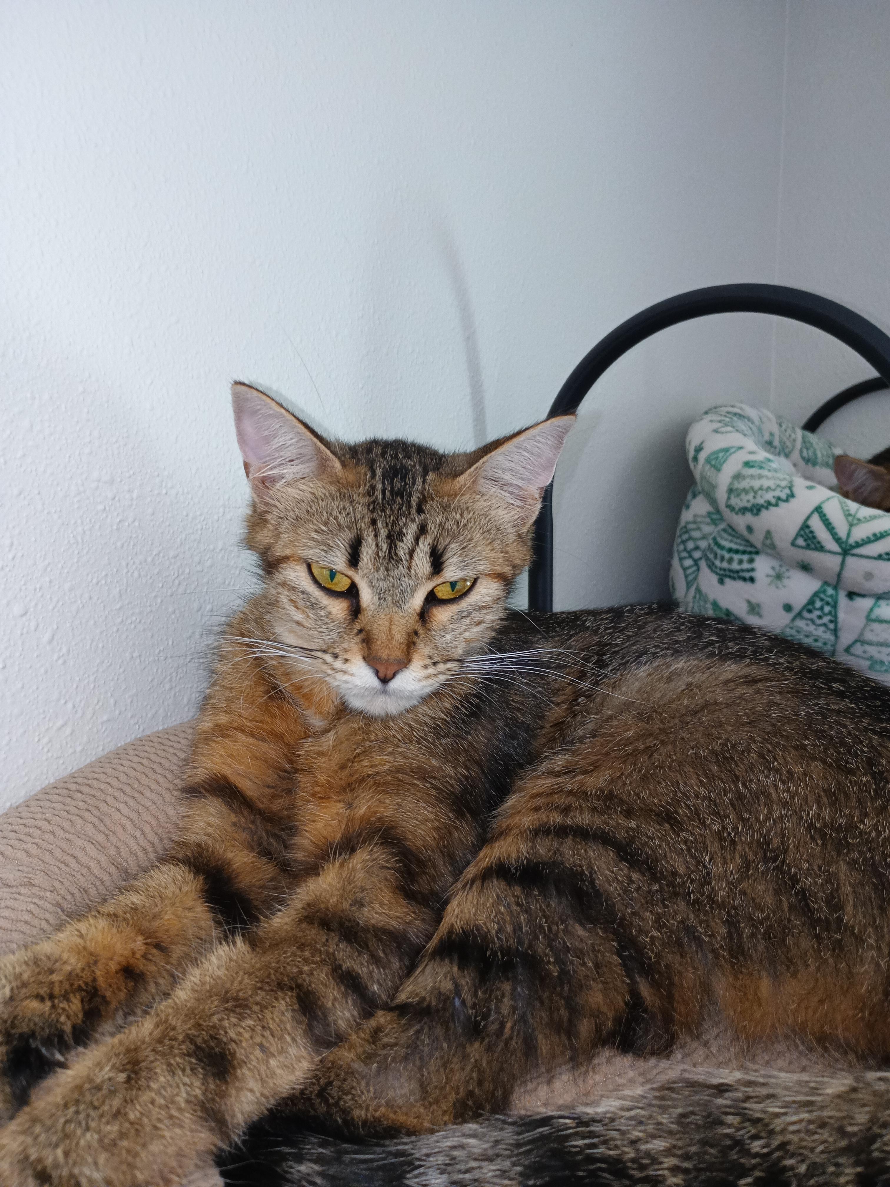 Hazel, ADOPTABLE, Adult Female Domestic Short Hair.