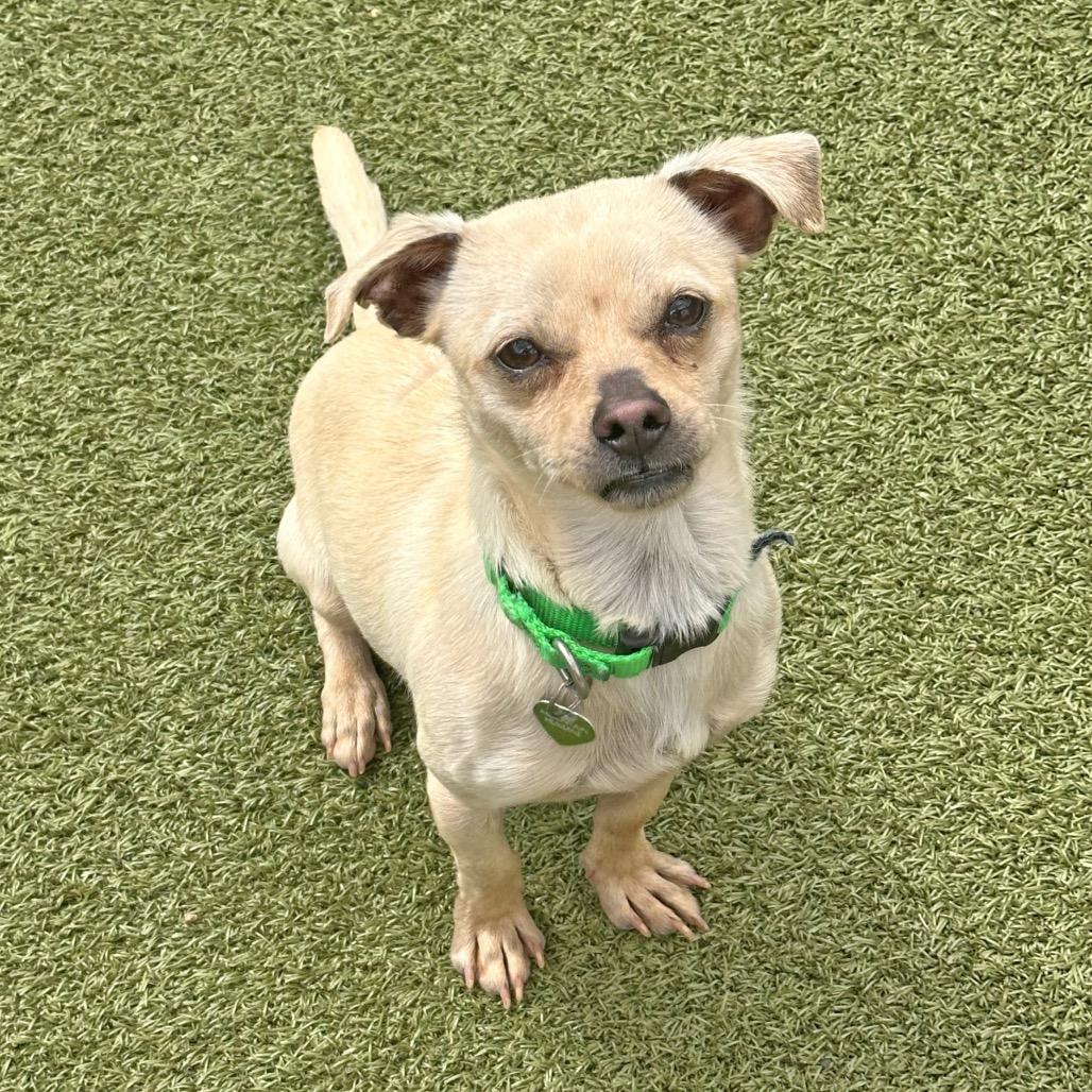 Haymitch, a Adoptable mixed breed in Hailey, ID image 1/4