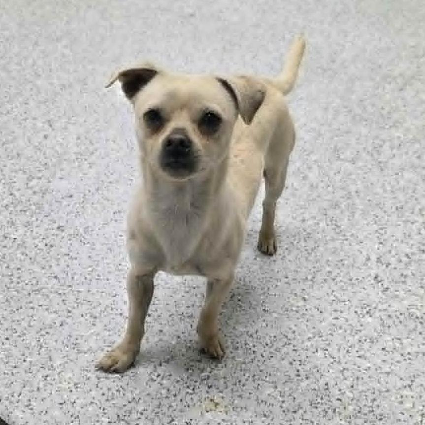 Haymitch, a Adoptable mixed breed in Hailey, ID image 2/4