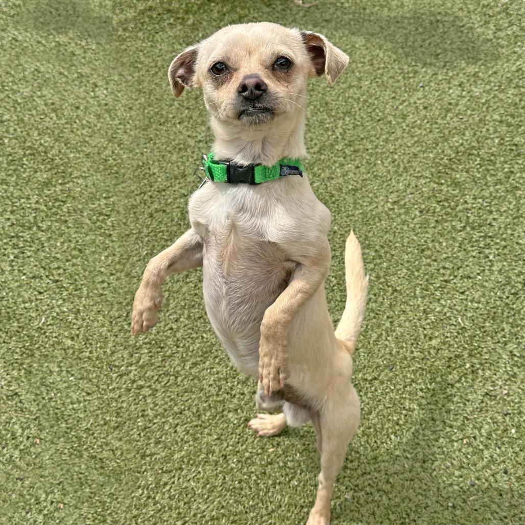 Haymitch, a Adoptable mixed breed in Hailey, ID image 3/4