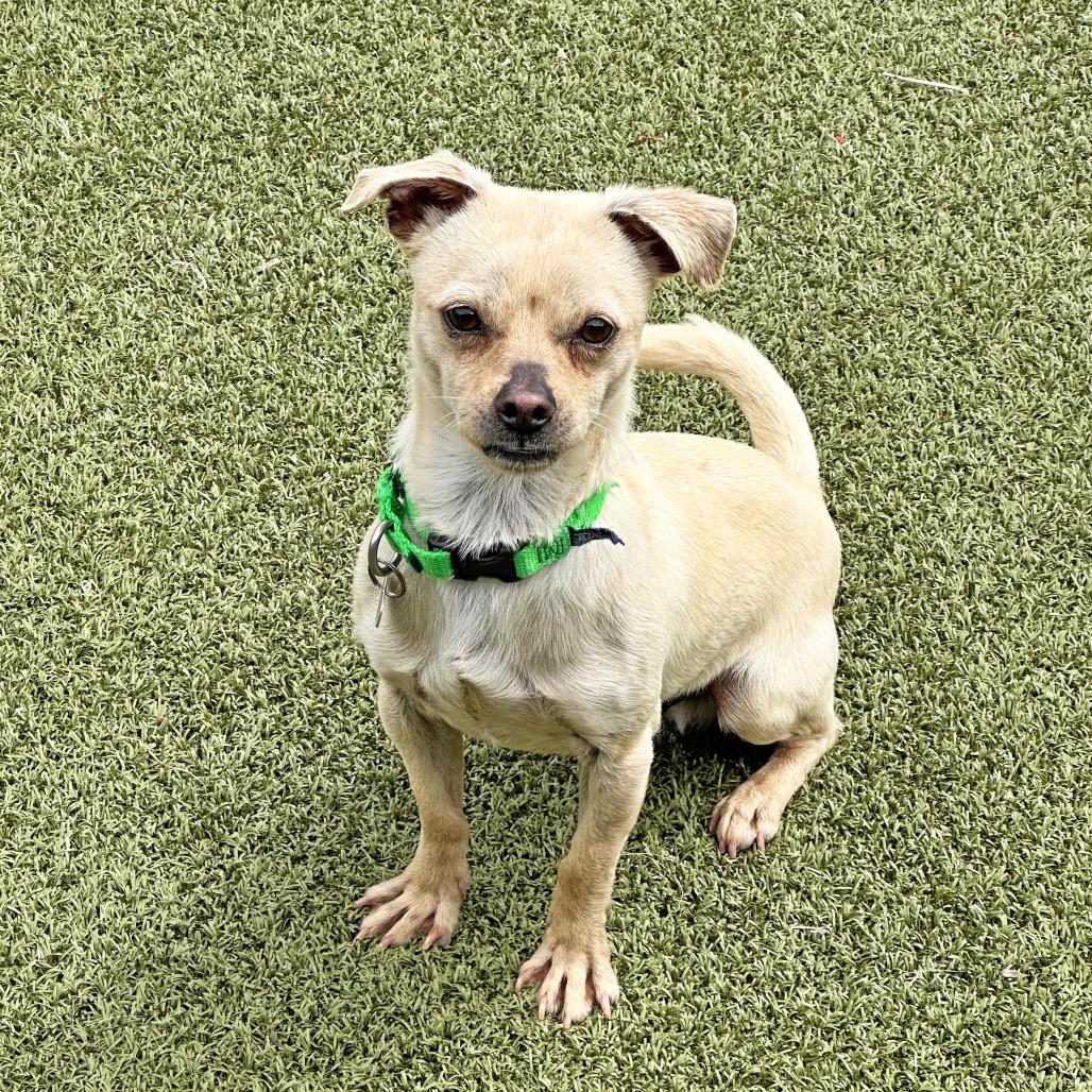 Haymitch, a Adoptable mixed breed in Hailey, ID image 4/4