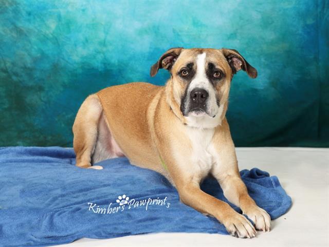Enlarge BROWNIE, a Adoptable mixed breed in Omaha, NE image 1/1