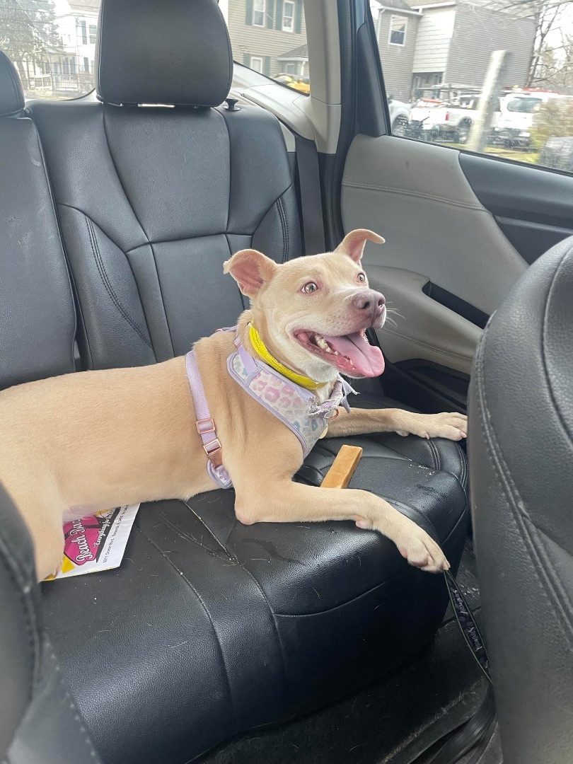 Sweet Pea, Adopted, Adult Female Mixed Breed.