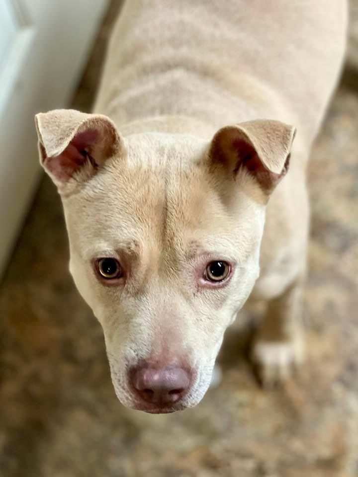 Enlarge Sweet Pea, a Adopted mixed breed in Billerica, MA image 2/4