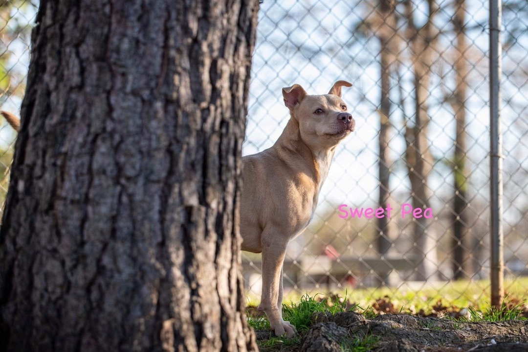 Enlarge Sweet Pea, a Adopted mixed breed in Billerica, MA image 3/4
