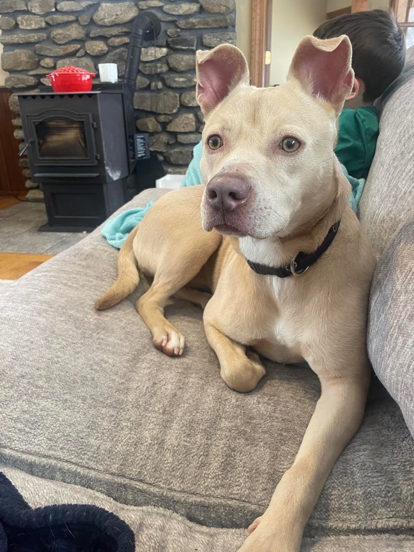 Enlarge Sweet Pea, a Adopted mixed breed in Billerica, MA image 4/4