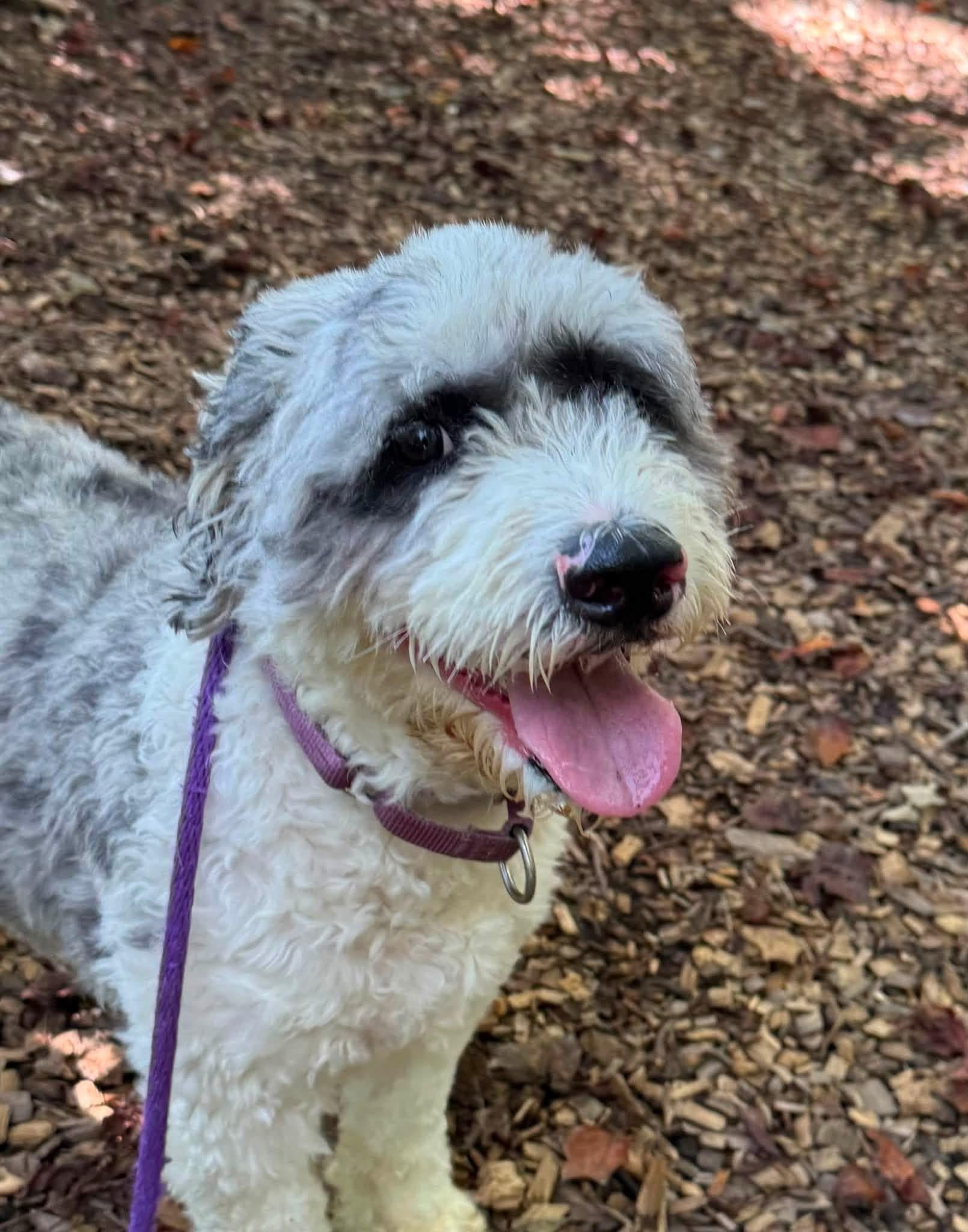Rocket (ID 53121), Adopted, Adult Male Poodle & Old English Sheepdog.