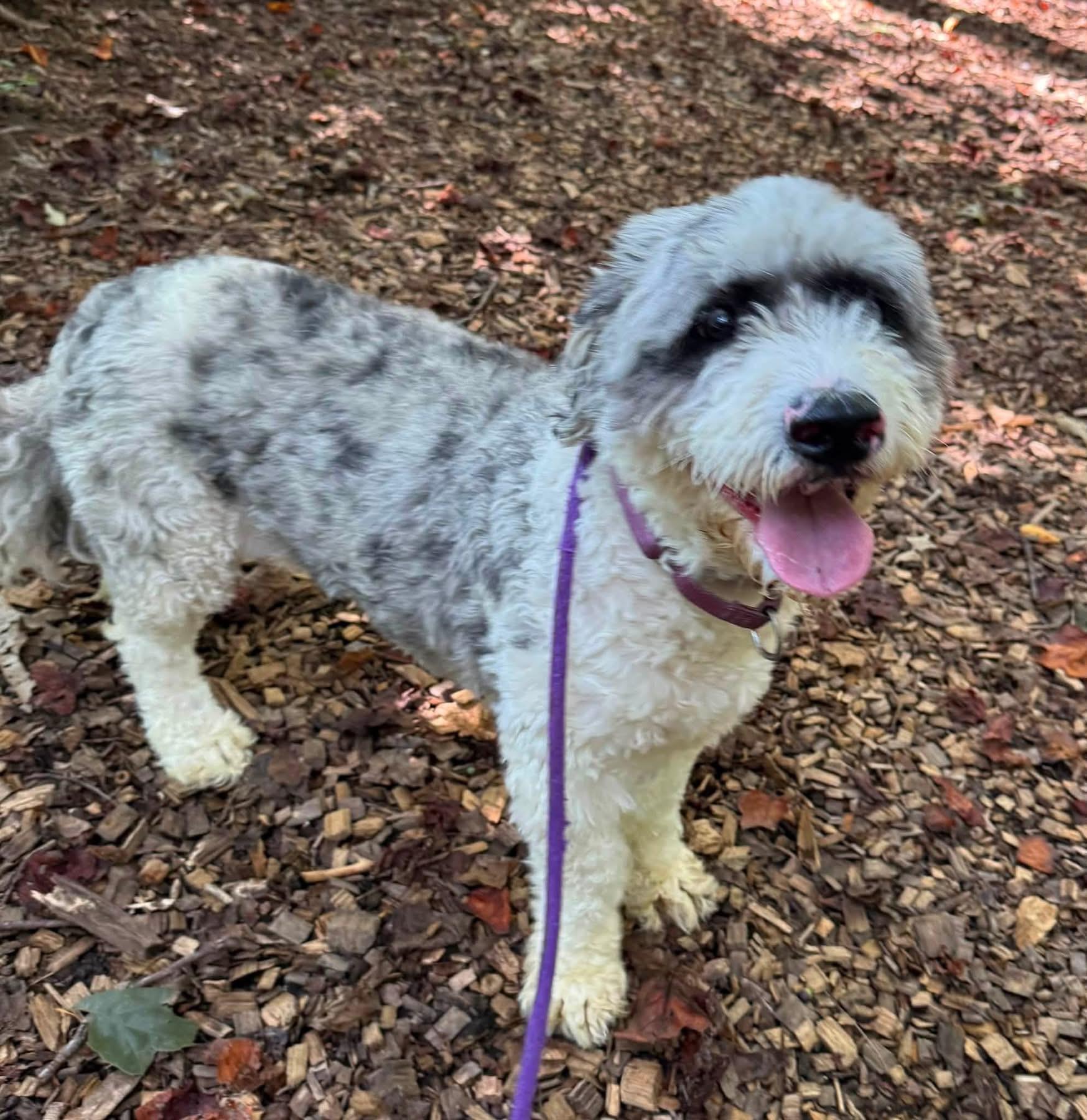 Enlarge Rocket (ID 53121), a Adopted mixed breed in Manassas, VA image 2/2