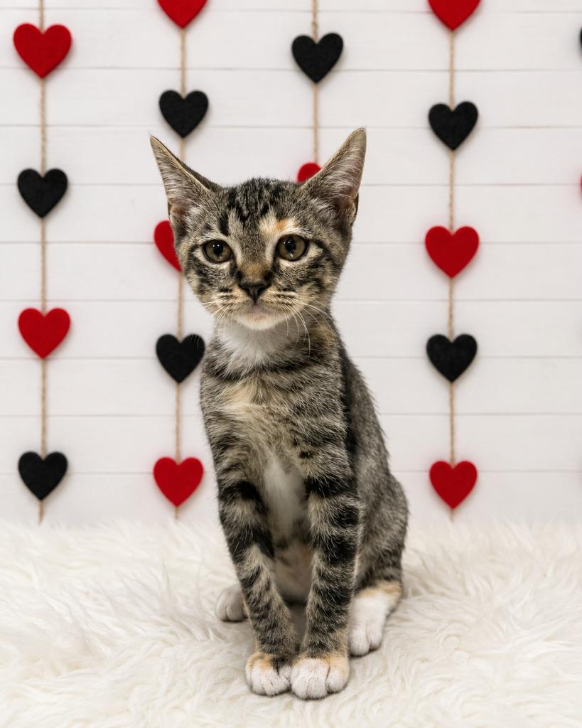 Veronica, Adoptable, Kitten Female Domestic Short Hair.