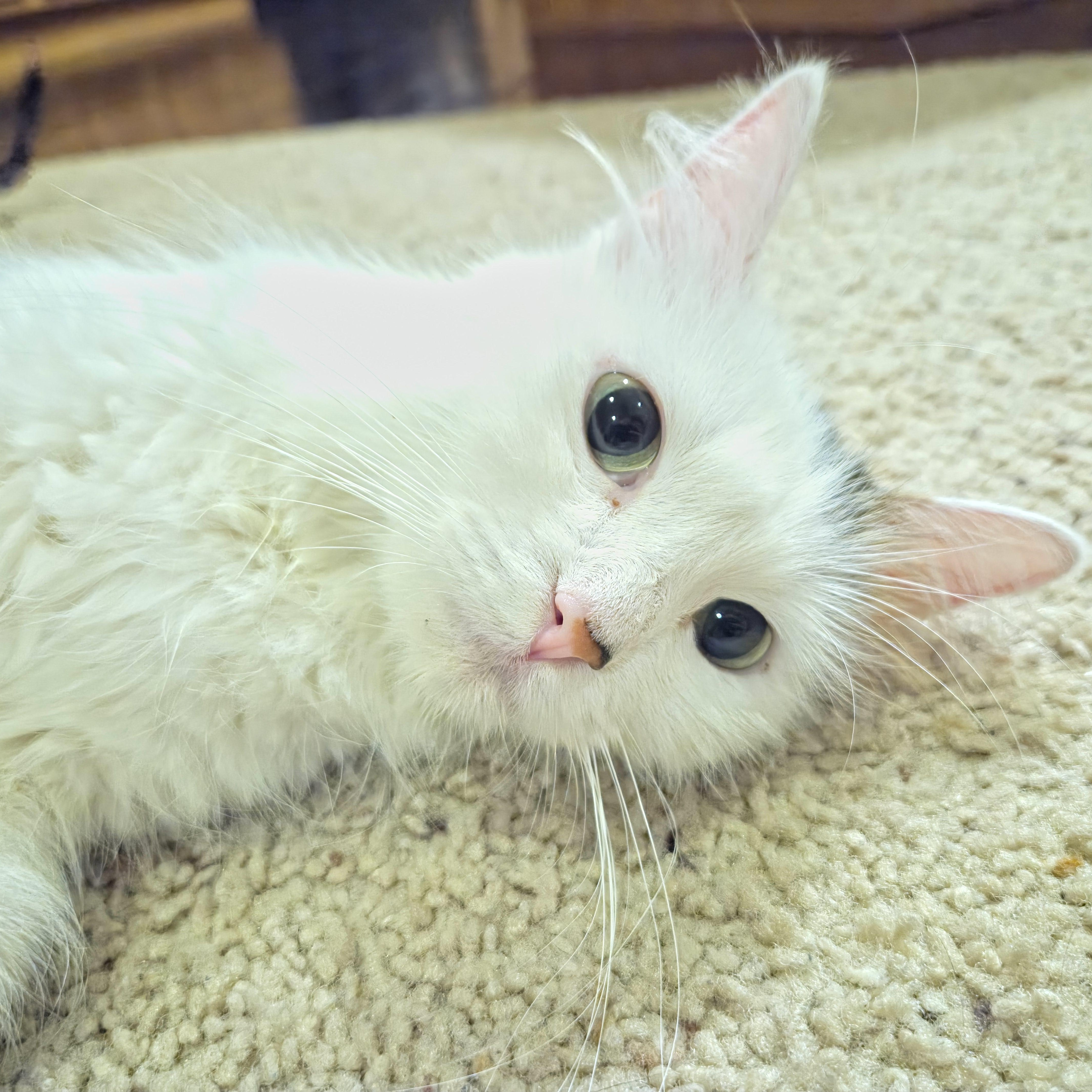 Ivy, an adoptable Domestic Medium Hair in North Platte, NE, 69101 | Photo Image 5