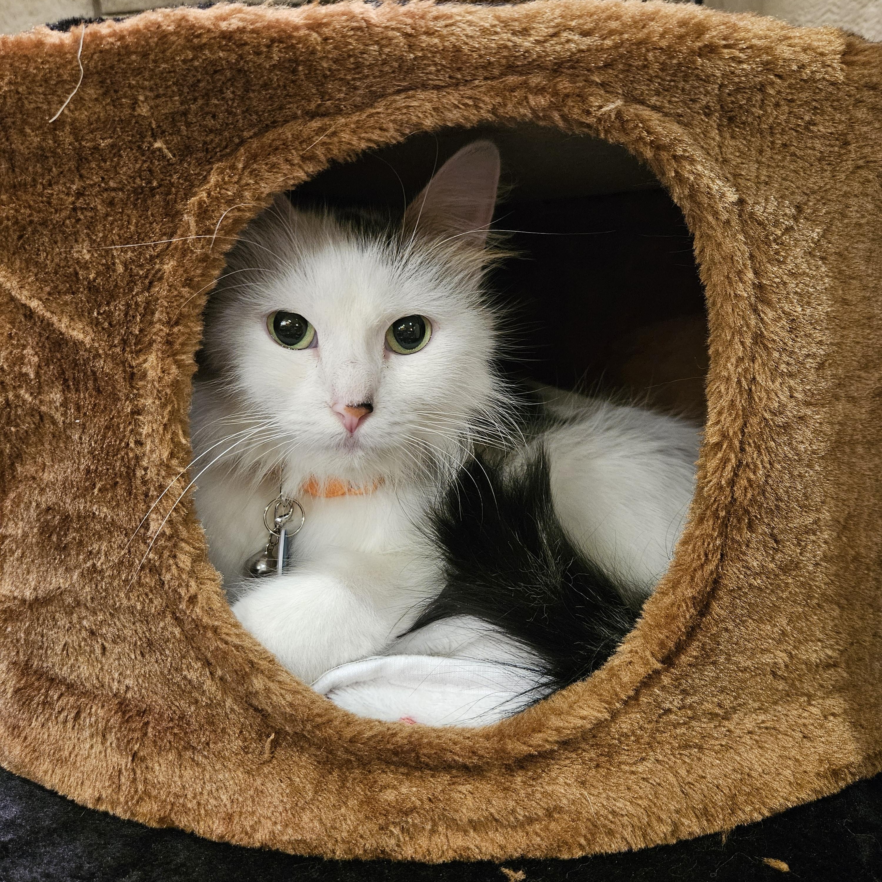 Ivy, an adoptable Domestic Medium Hair in North Platte, NE, 69101 | Photo Image 4