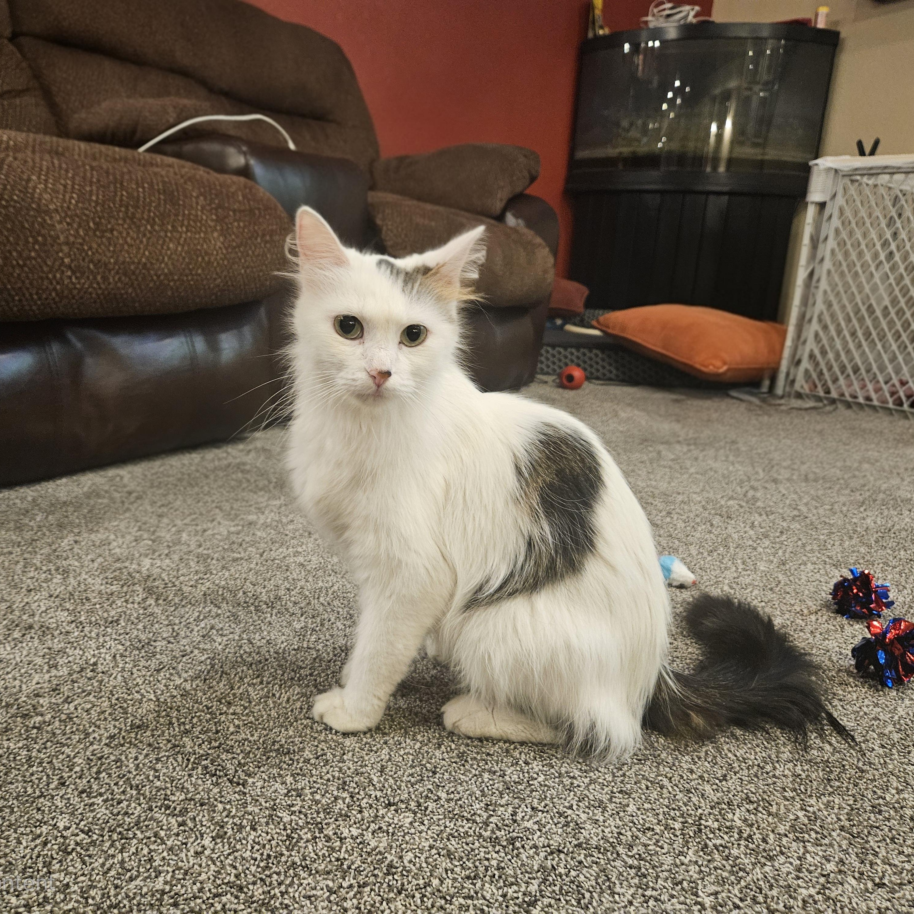Ivy, an adoptable Domestic Medium Hair in North Platte, NE, 69101 | Photo Image 1