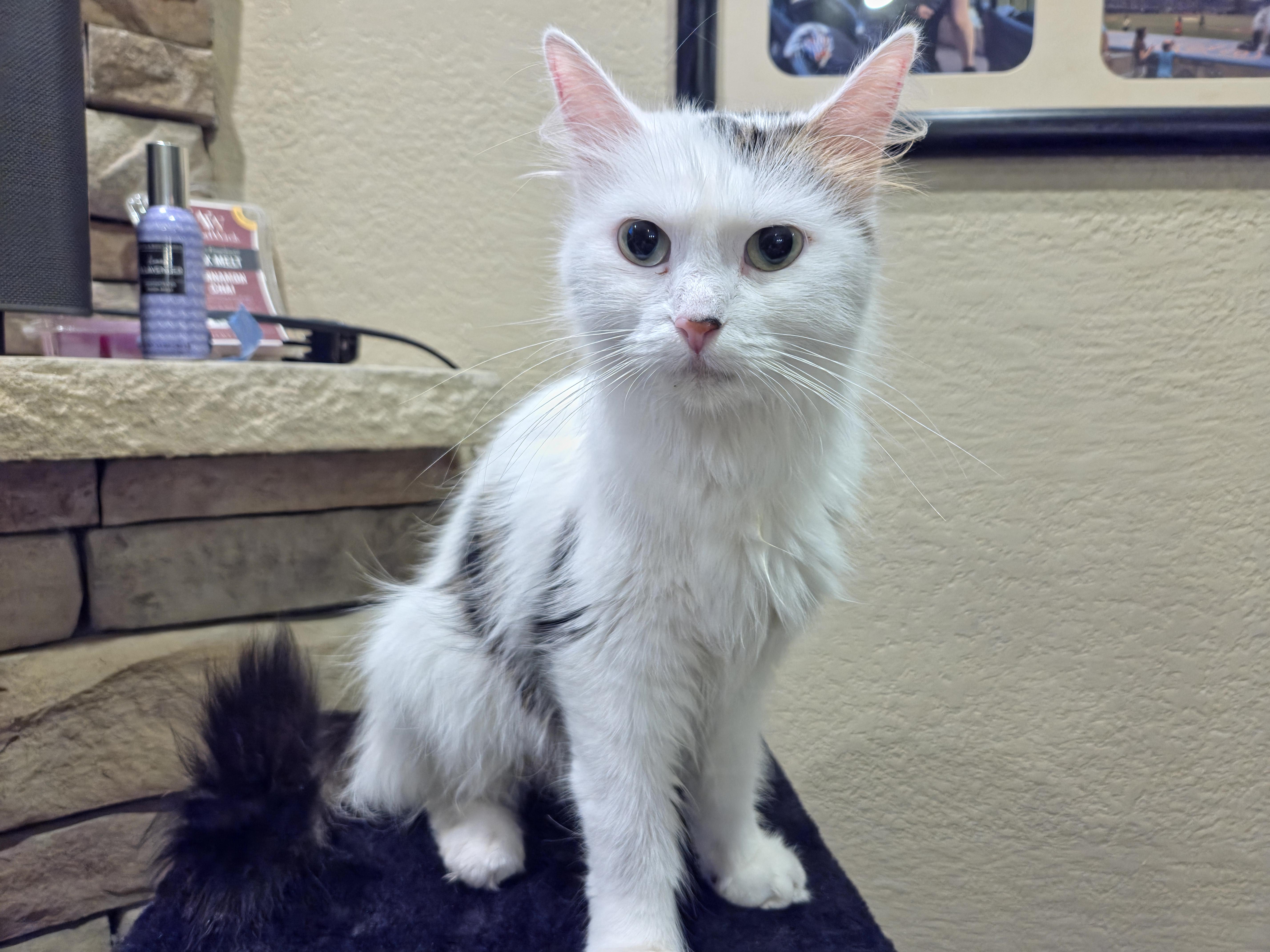 Ivy, an adoptable Domestic Medium Hair in North Platte, NE, 69101 | Photo Image 3