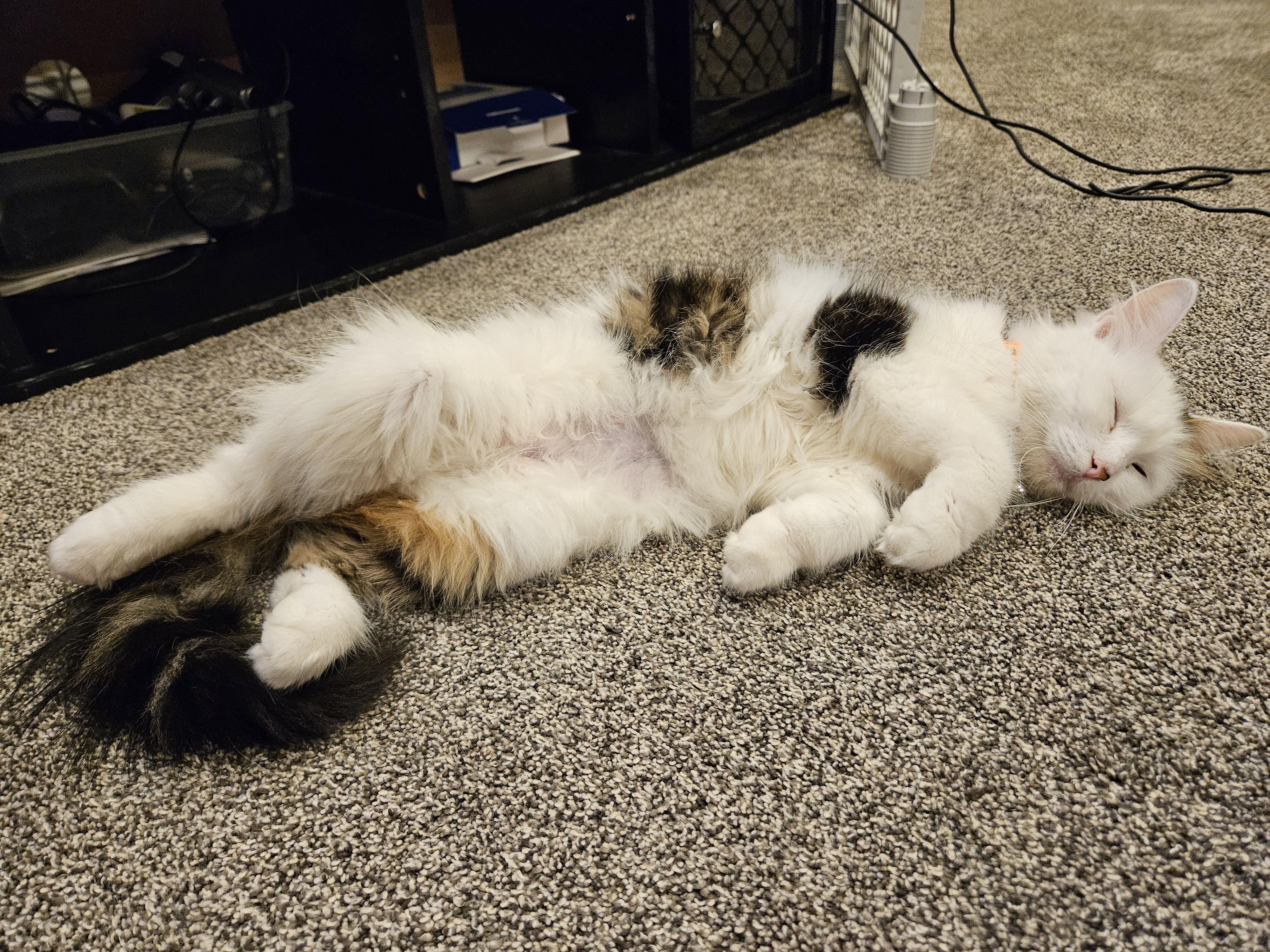 Ivy, an adoptable Domestic Medium Hair in North Platte, NE, 69101 | Photo Image 2