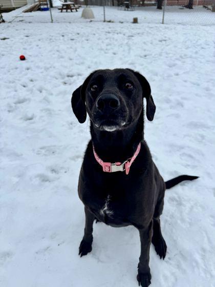 Ally, Adoptable, Adult Female Labrador Retriever & Mixed Breed.