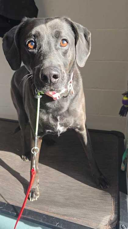 Ally, Adoptable, Adult Female Labrador Retriever & Mixed Breed.