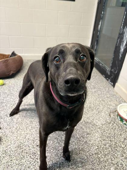 Enlarge Ally, a Adoptable mixed breed in Louisville, KY image 2/2