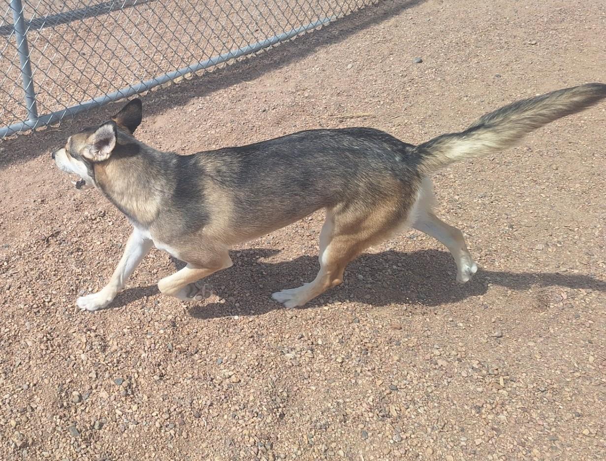 Destiny, an adoptable Husky in Chappell, NE, 69129 | Photo Image 3