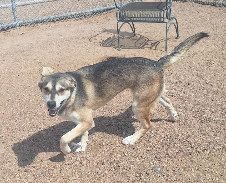 Destiny, an adoptable Husky in Chappell, NE, 69129 | Photo Image 2