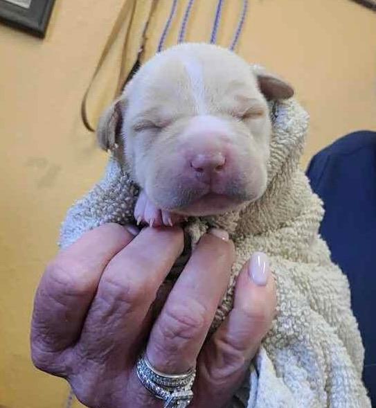 Lady Button nka Dream, Adopted, Puppy Female Labrador Retriever & Pit Bull Terrier.