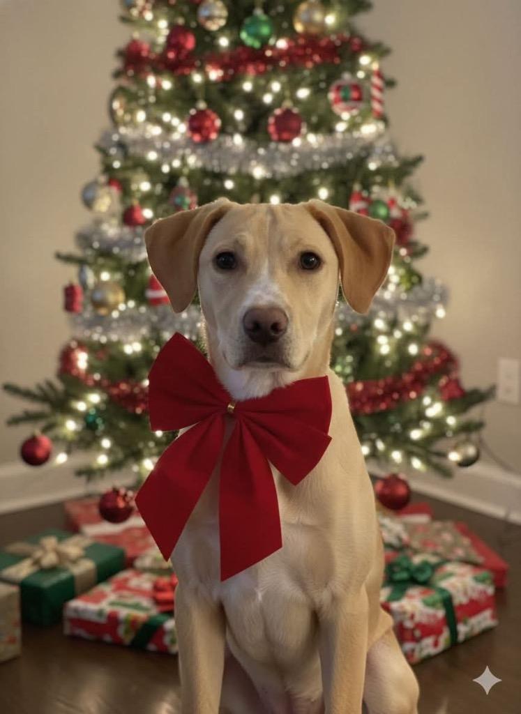 Lady Button nka Dream, a Adopted mixed breed in Little Rock, AR image 2/5