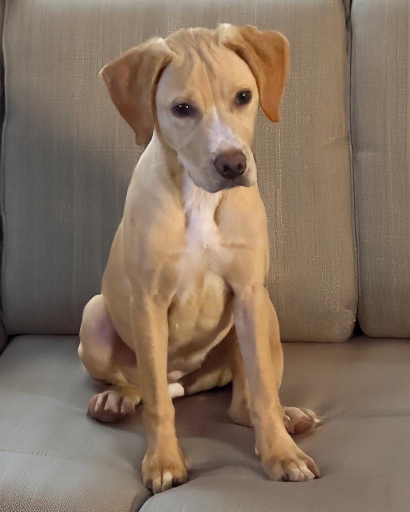 Lady Button nka Dream, a Adopted mixed breed in Little Rock, AR image 3/5