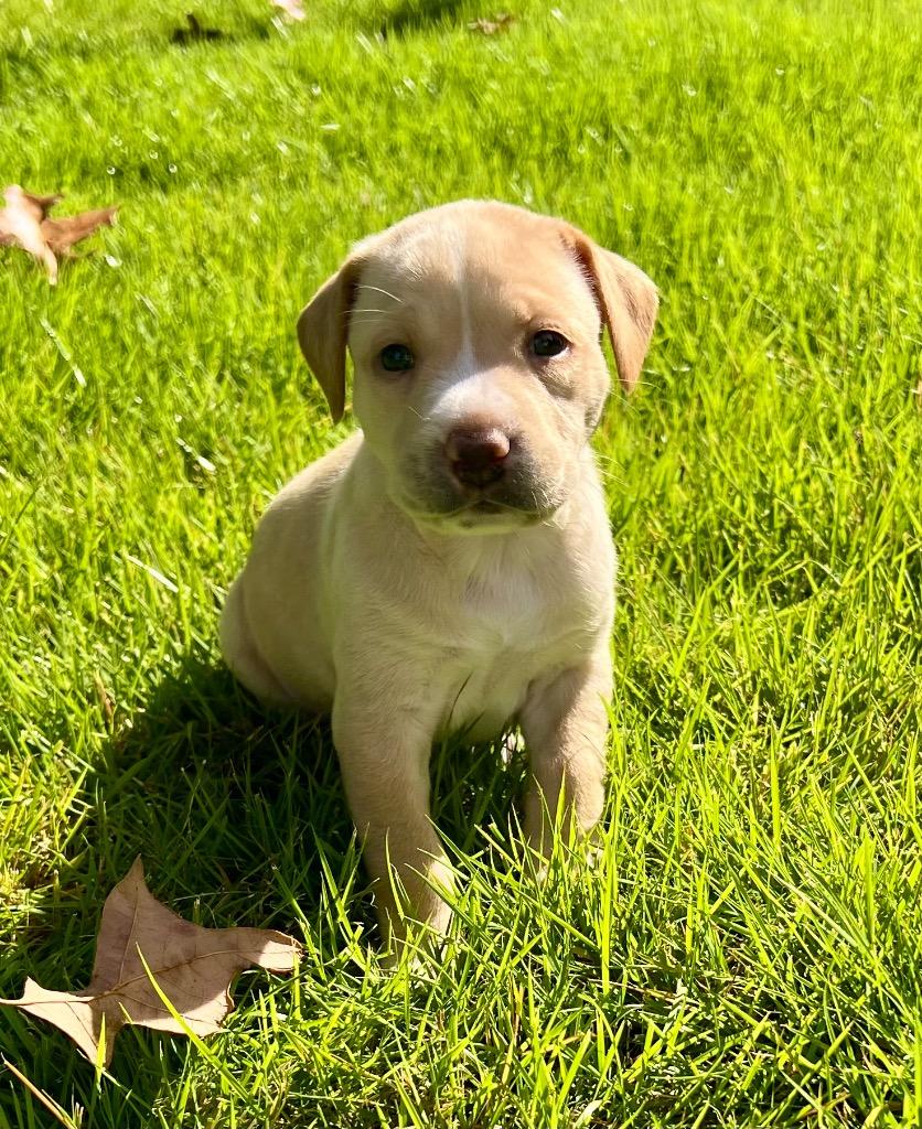 Lady Button nka Dream, a Adopted mixed breed in Little Rock, AR image 4/5