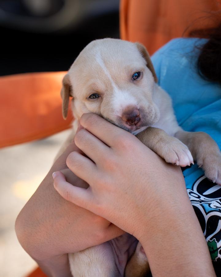 Lady Button nka Dream, a Adopted mixed breed in Little Rock, AR image 5/5