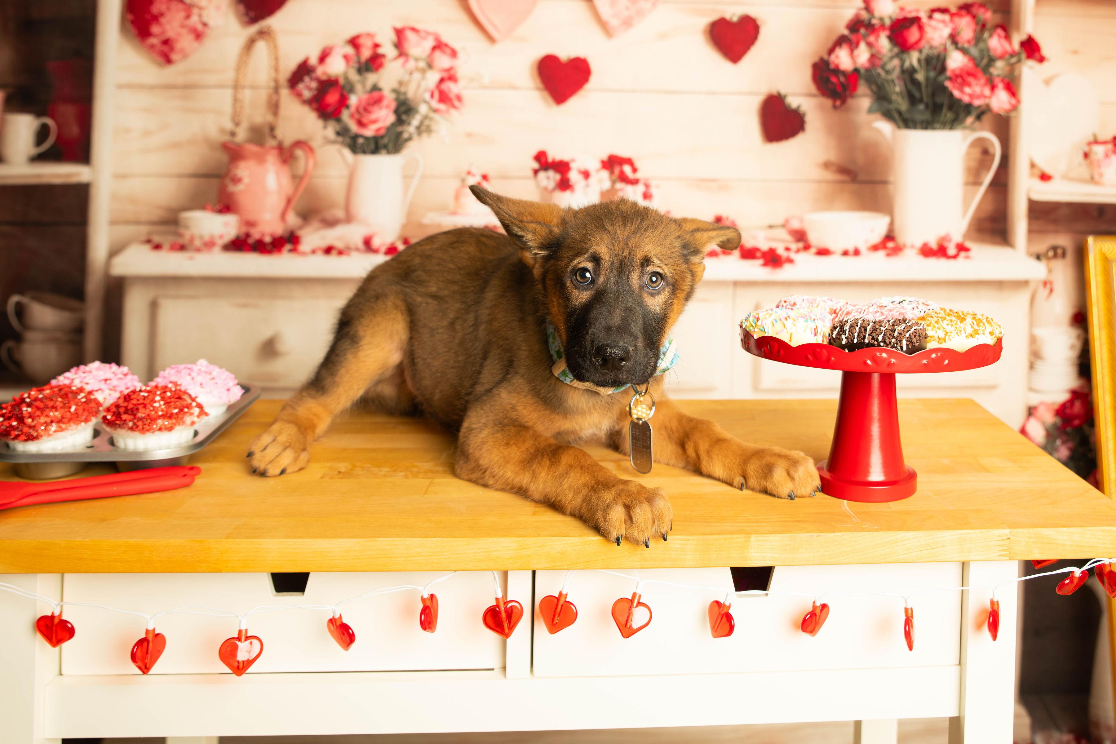 Enlarge Navajo , an adopted mixed breed in Dayton, OH image 3/6