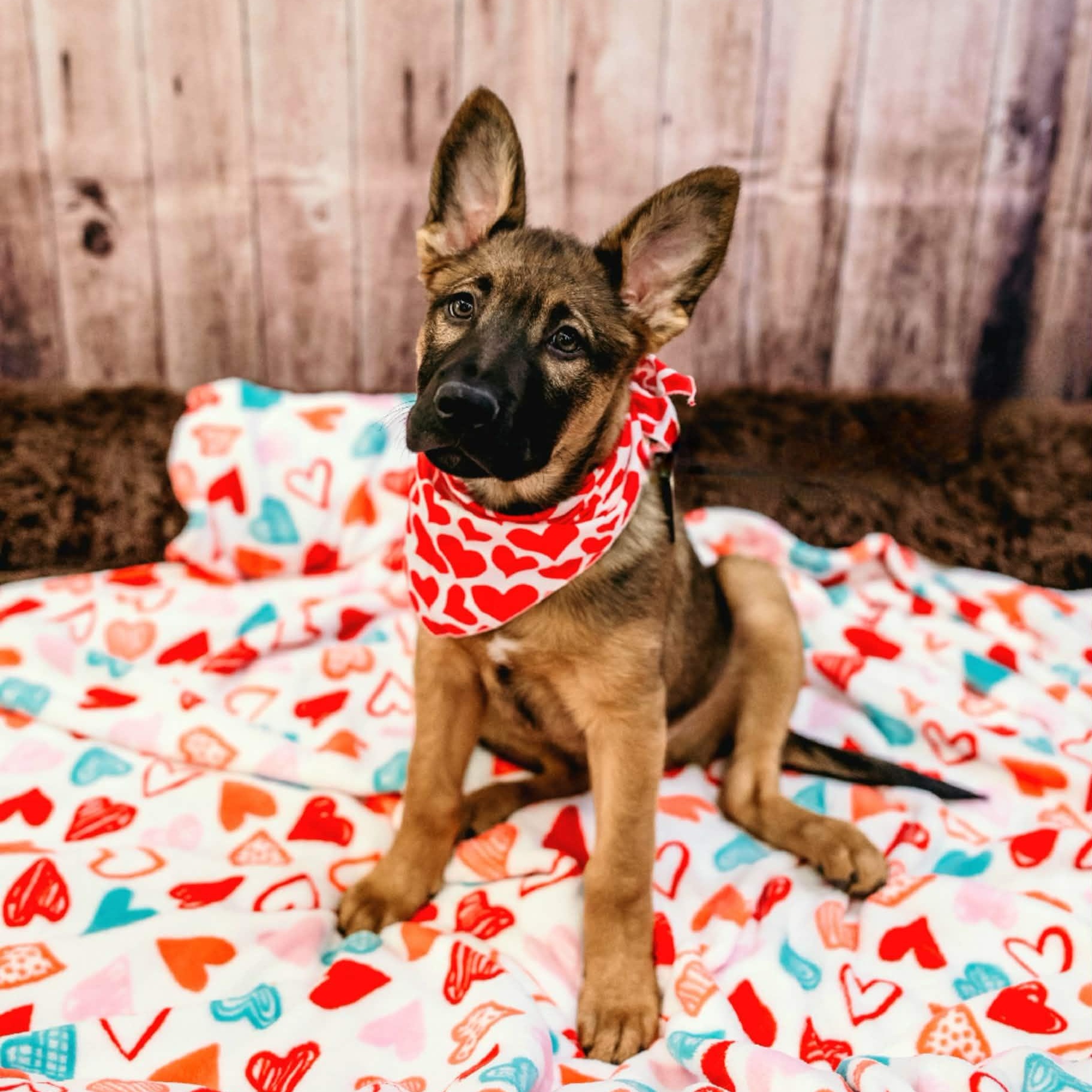 Enlarge Navajo , an adopted mixed breed in Dayton, OH image 2/6