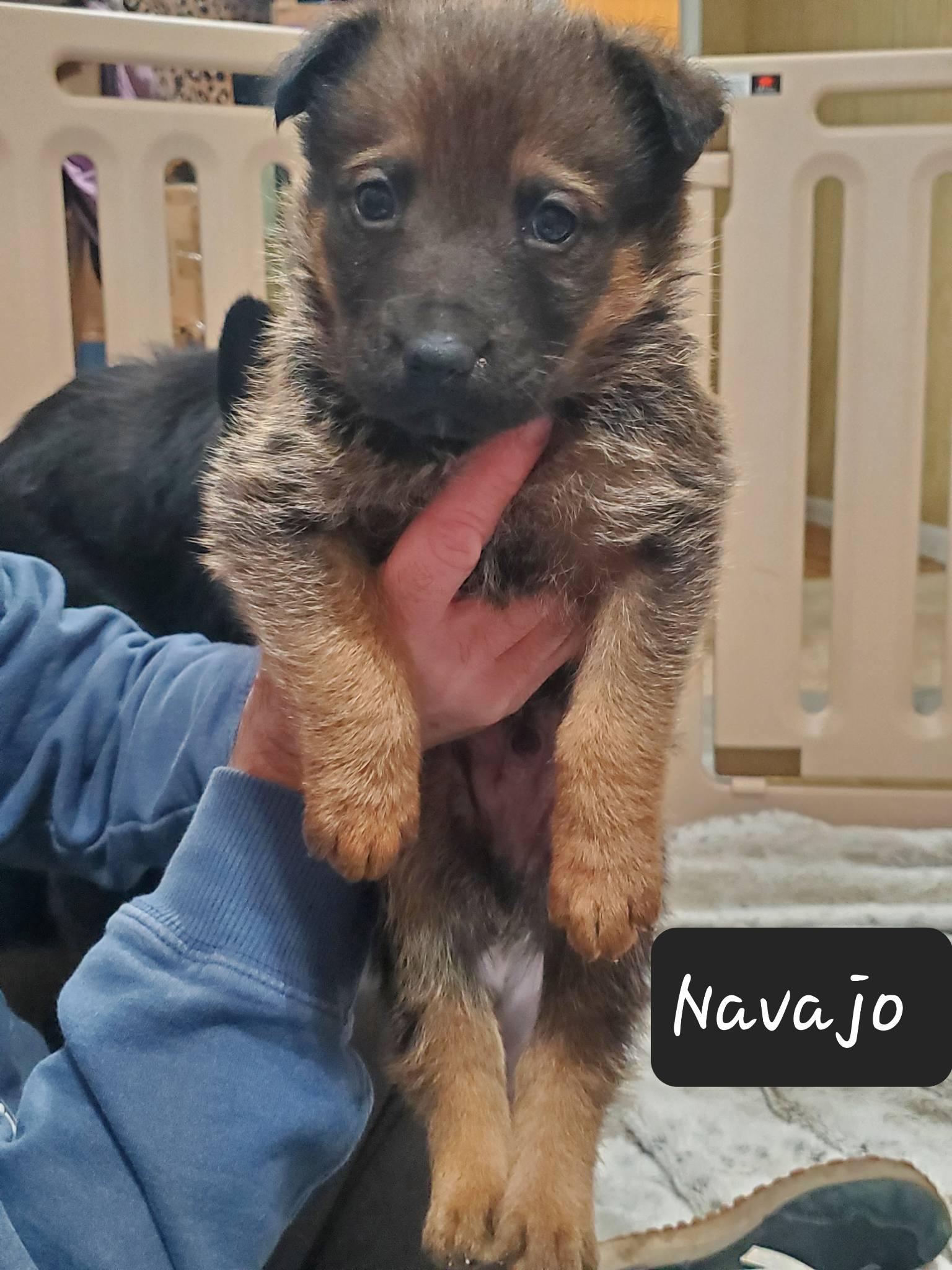 Enlarge Navajo , an adopted mixed breed in Dayton, OH image 6/6