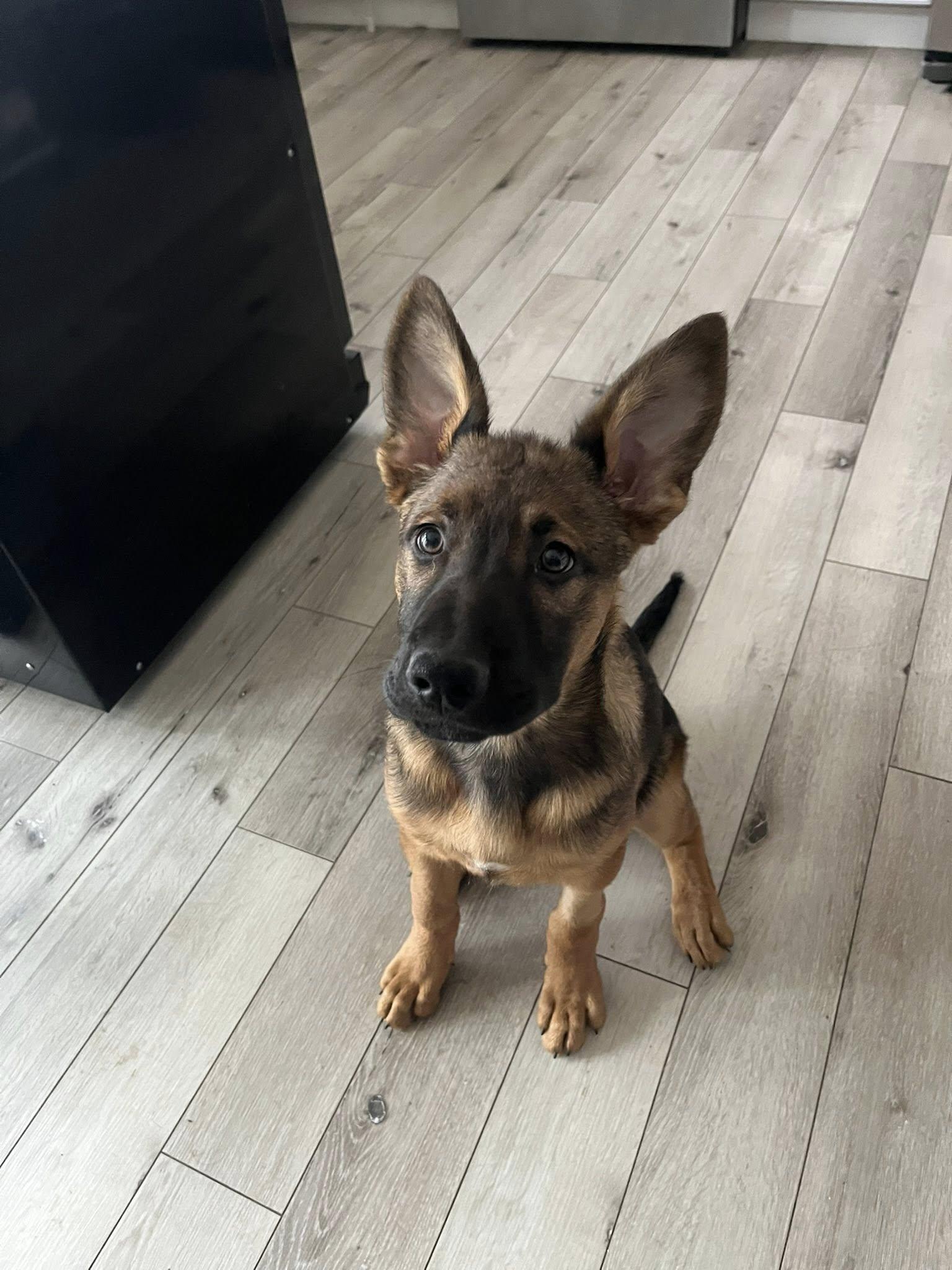 Enlarge Navajo , an adopted mixed breed in Dayton, OH image 5/6