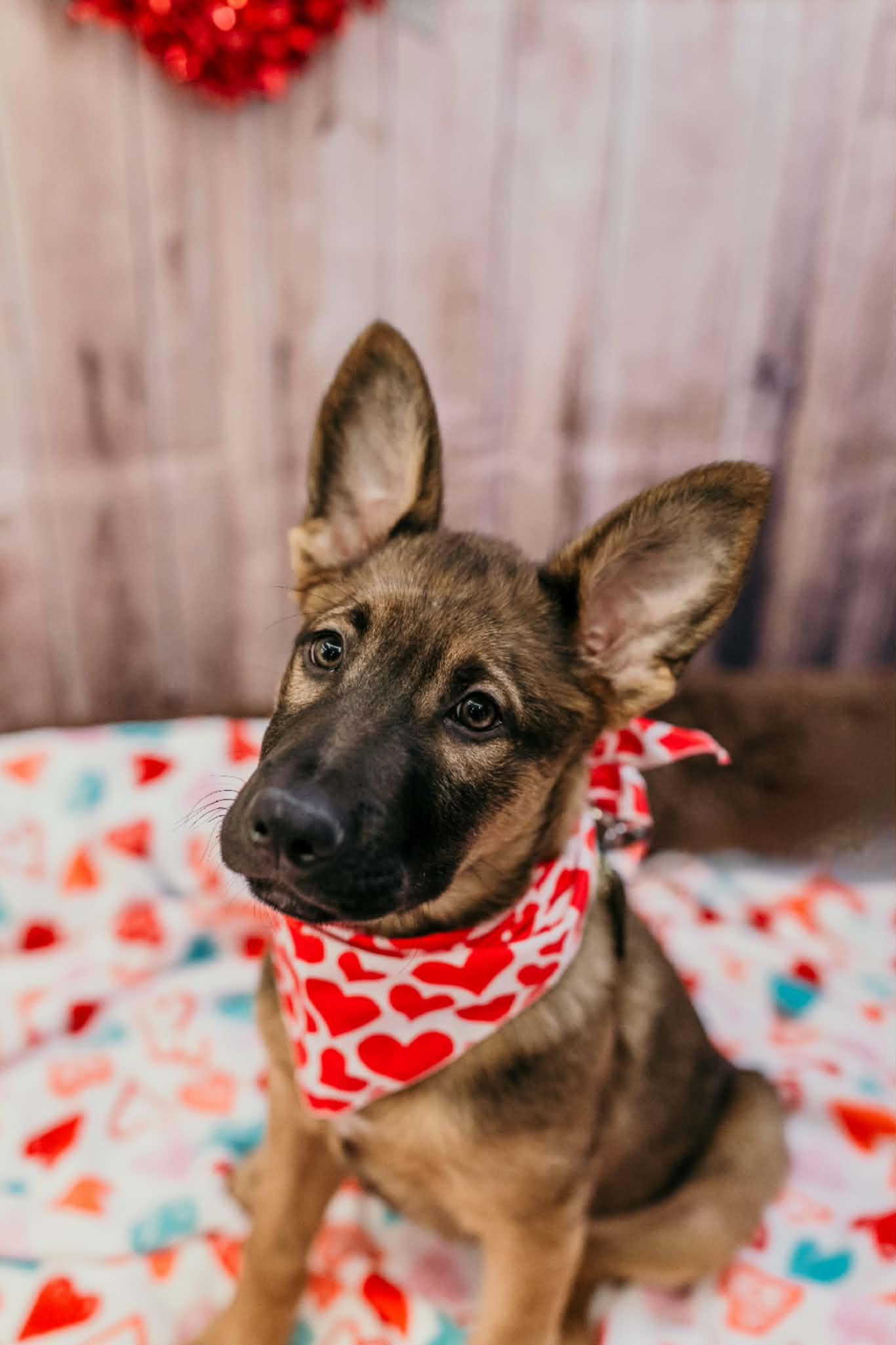 Enlarge Navajo , an adopted mixed breed in Dayton, OH image 1/6